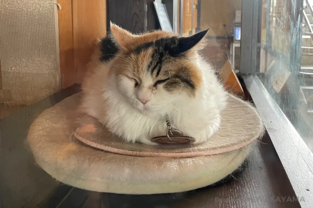 Nitama at Kishi Station