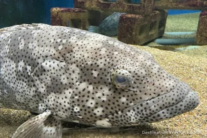 wakayama all aquarium introduction