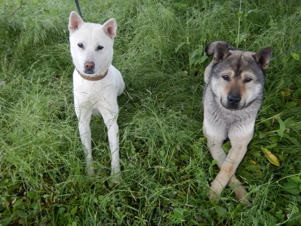 The Sacred Dogs of Niutsuhime Shrine: Suzuhime and Daiki
