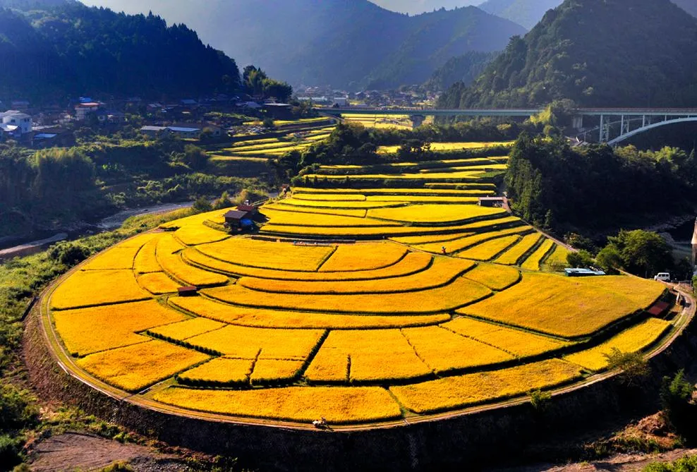 Autumn golden rice fields at Aragijima
