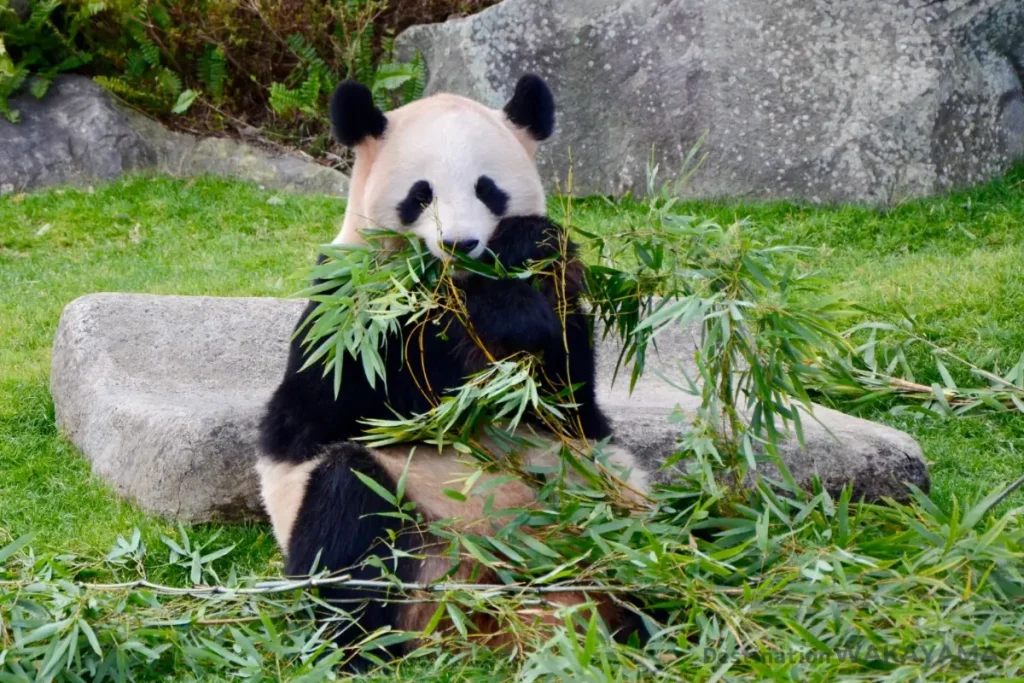 アドベンチャーワールドのパンダ/Giant Panda in adventure world/和歌山冒險樂園動物園的大貓熊