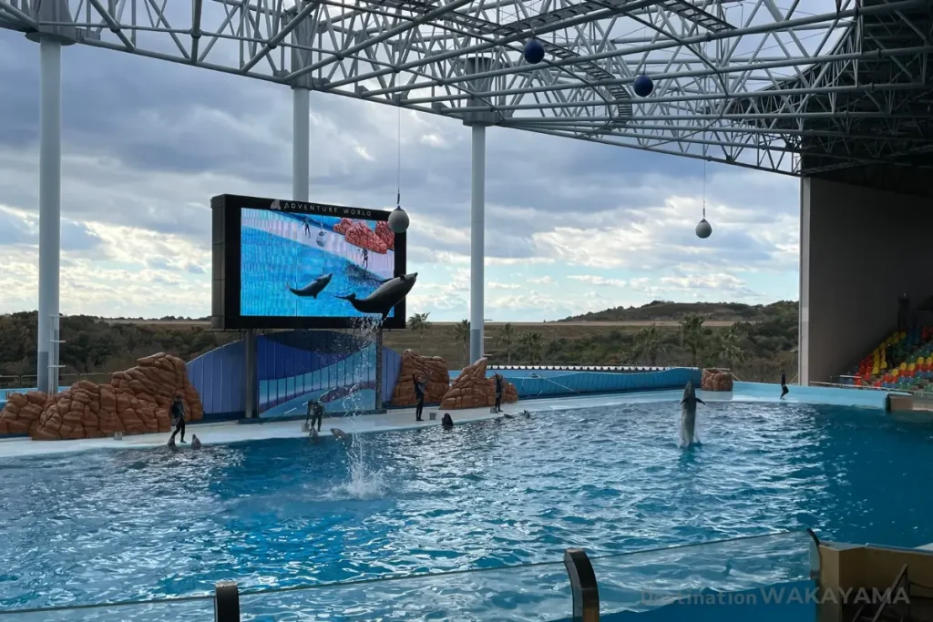 excellent Dolphin show