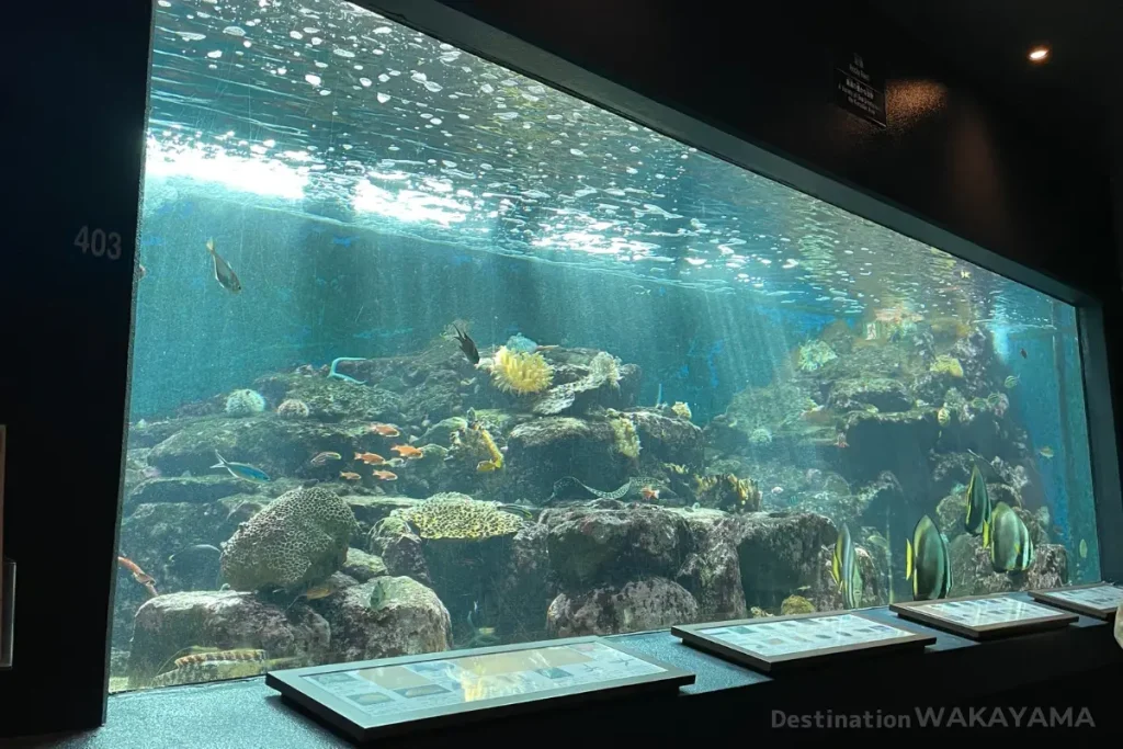 One of the tank inside of shirahama aquarium