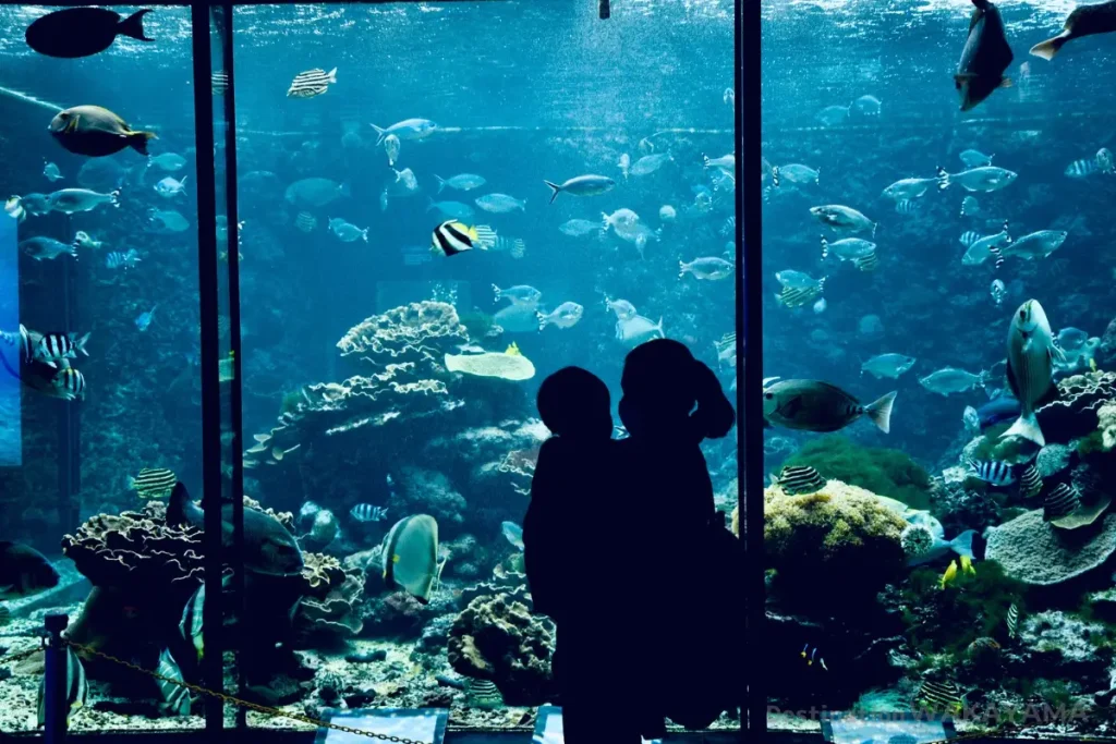 main tank of kushimoto marine park