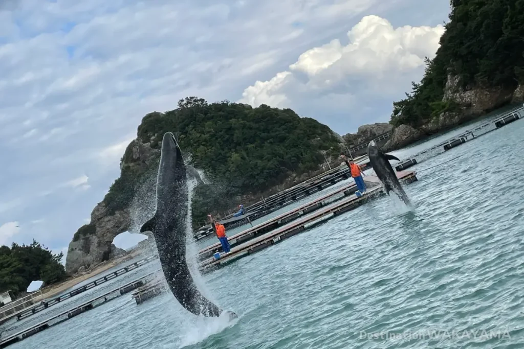 くじら博物館のクジラショー