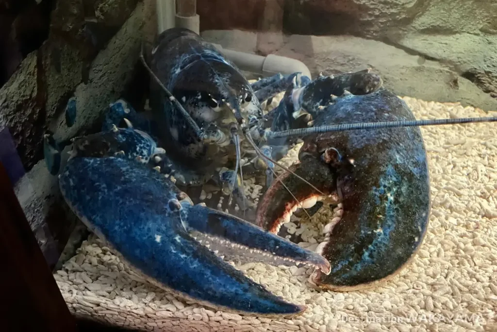 large blue lobster