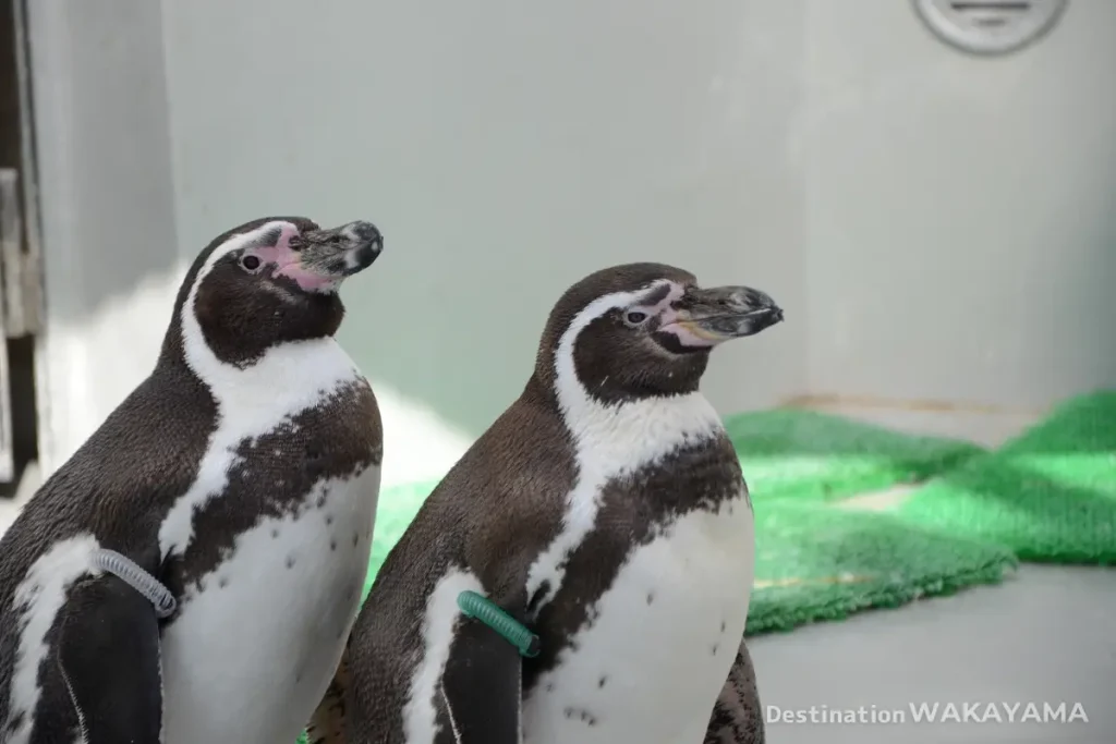 Two penguins standing side by side