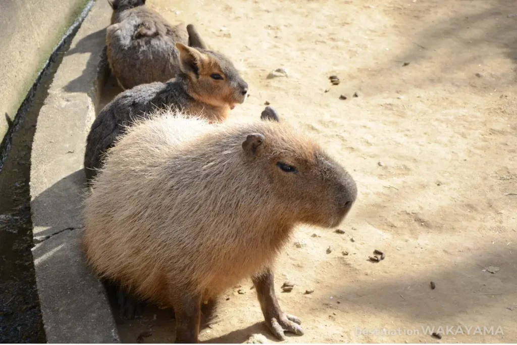 A line of capybara families