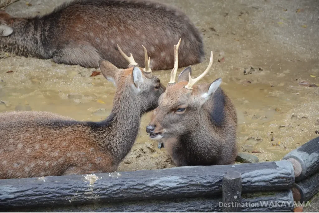 Three deer with antlers