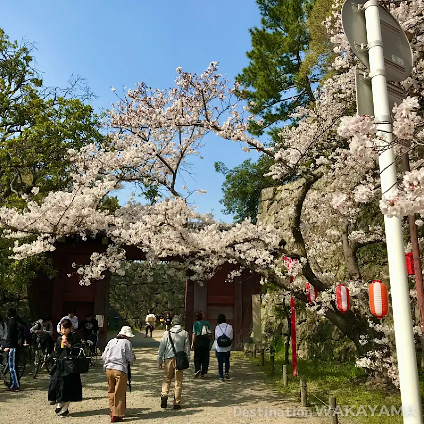 People walking under cherry blossoms at Wakayama Castle