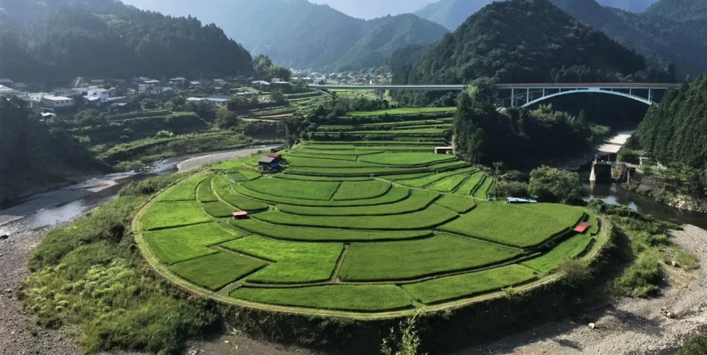 青々と稲の育った夏のあらぎ島
