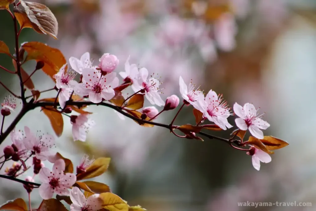 梅の花