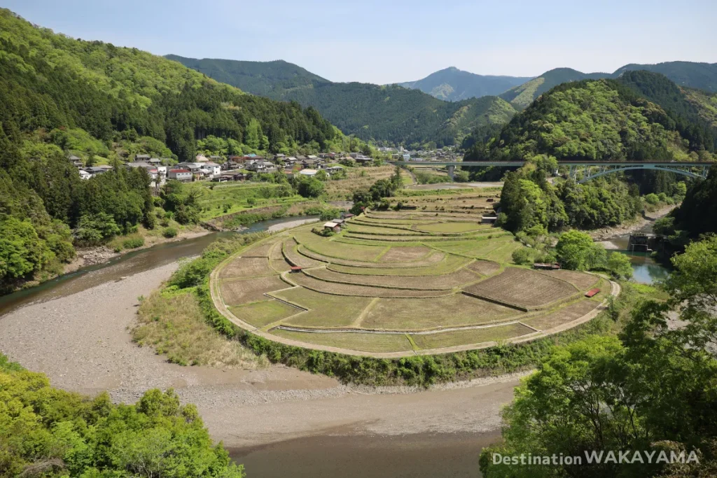和歌山の隠れ絶景！あらぎ島の魅力と楽しみ方とアクセス【棚田百選】