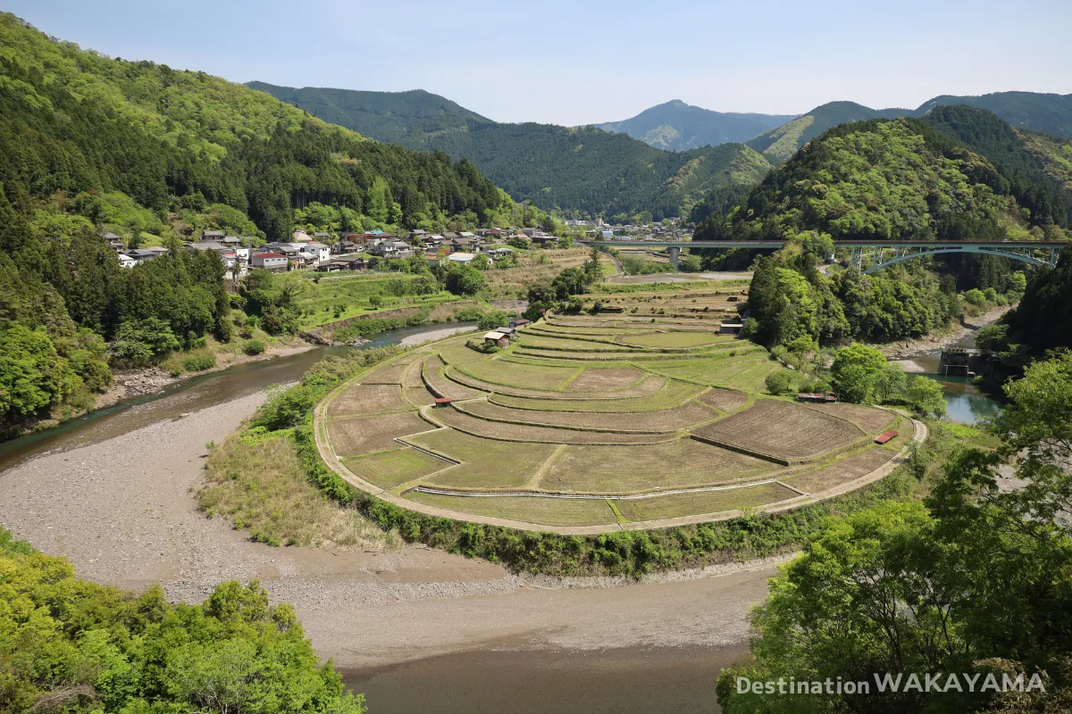 和歌山の隠れ絶景!あらぎ島の魅力と楽しみ方とアクセス【棚田百選】