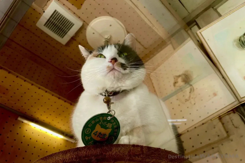 伊太祁曽站四代玉