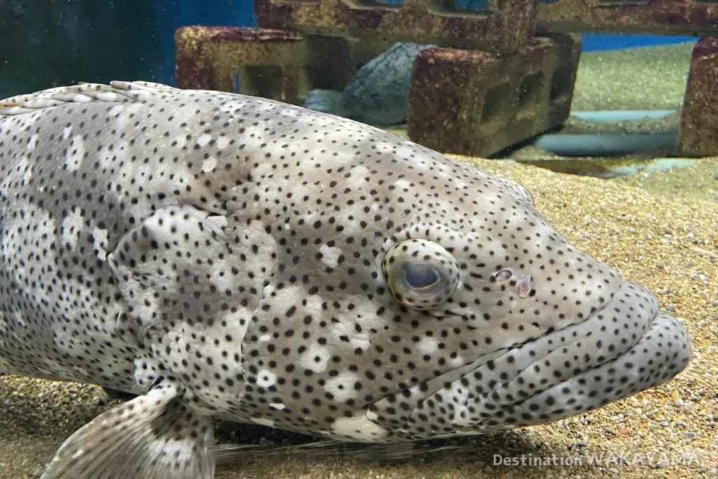 wakayama all aquarium introduction